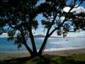 Rangitoto Pohutukawa